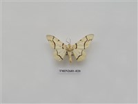 藏品(尺蛾225)的圖片